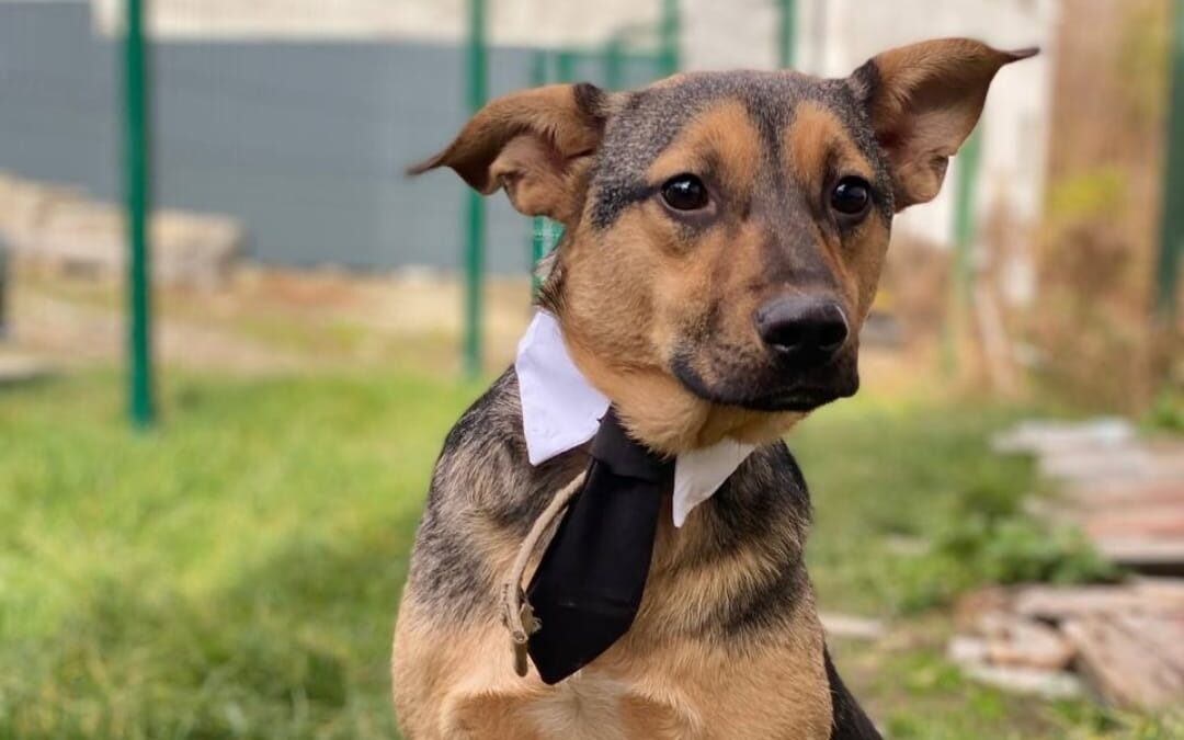 URGENT Foster or Adopt: UK Based (Whitby, YO22):Mozart-1year old boy-lower-medium size