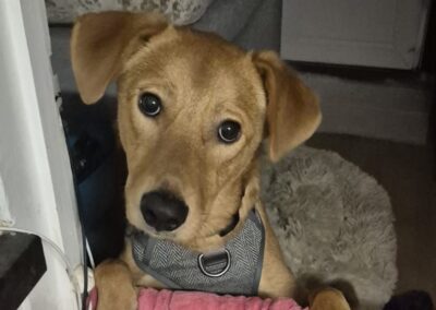 URGENT: UK Based(Folkestone): Archie- 10-month-old boy-medium to upper-medium in size