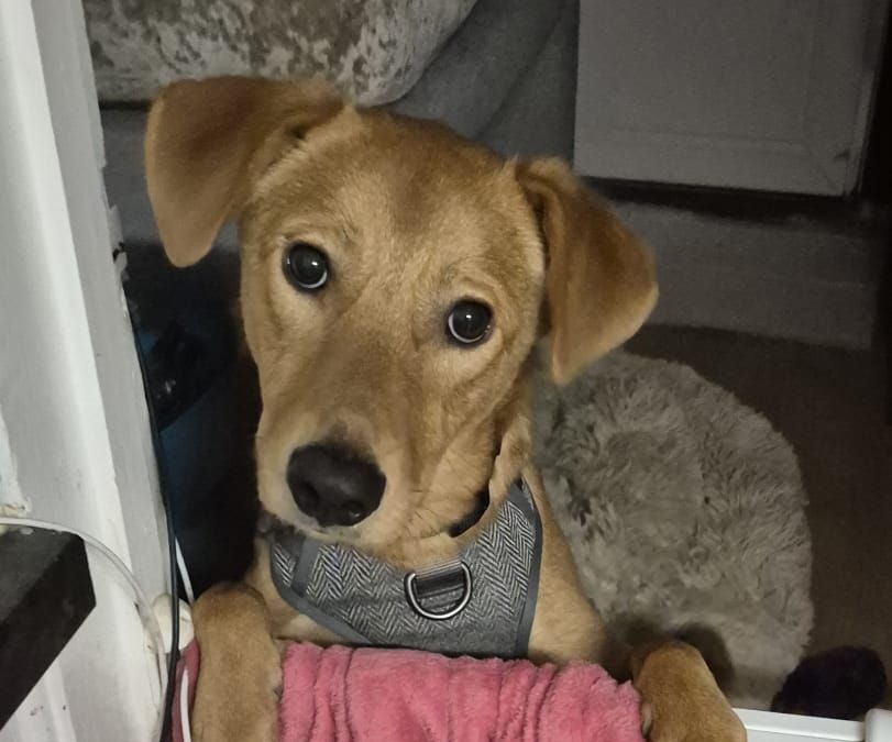 URGENT: UK Surrender (Folkestone): Archie- 10-month-old boy-medium to upper-medium in size