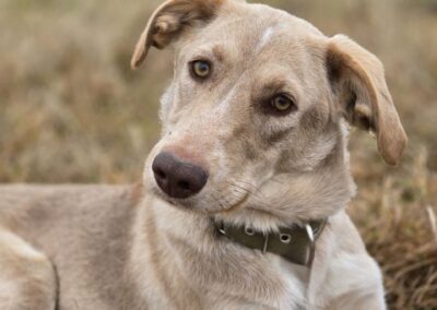 Reserved: UK Based (Berkshire, RG12)Jena – Sweet and Social-1 year old- medium size