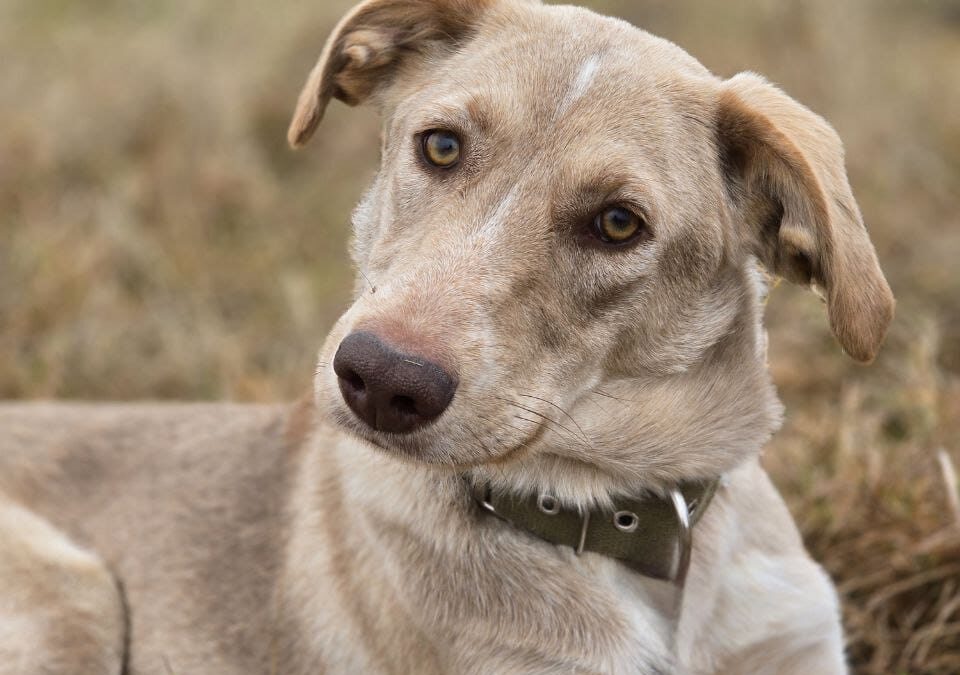 Reserved: UK Based (Berkshire, RG12)Jena – Sweet and Social-1 year old- medium size