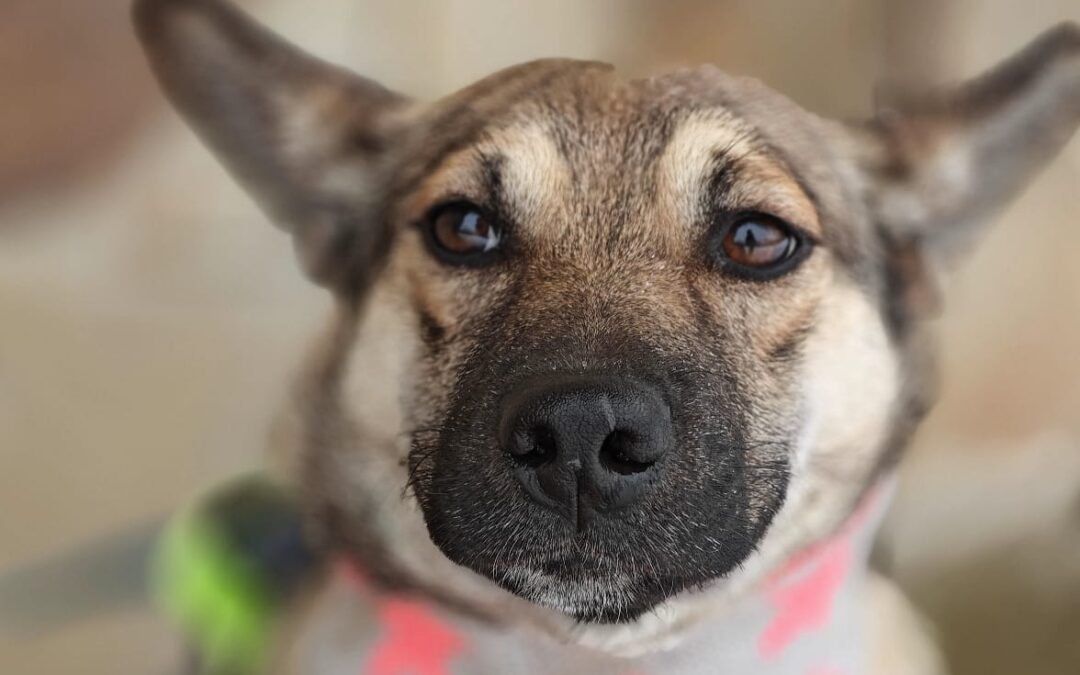 Tessa- 8 (9)-month-old – lower medium girl- Ukraine war dog-arrival 6 February