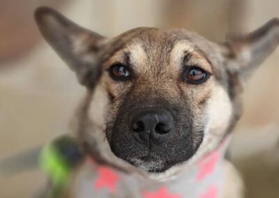 Reserved: Tessa- 8 (9)-month-old – lower medium girl- Ukraine war dog-arrival 6 February