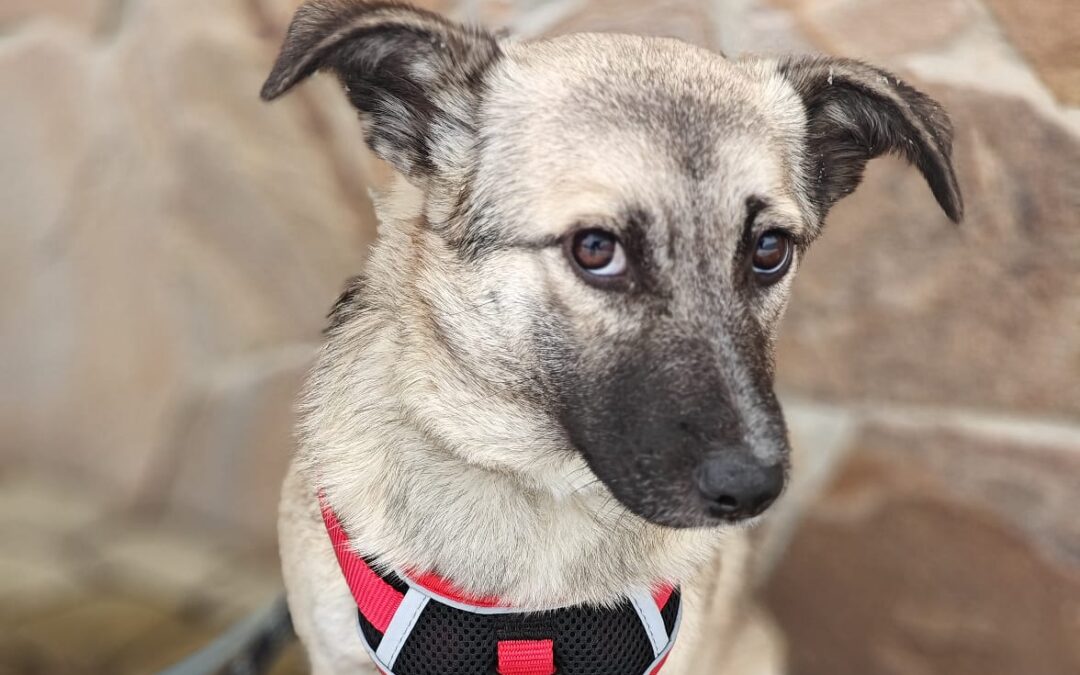 Tilly- 8(9)-month-old lower-medium girl- Ukraine war dog-arrival 6 February