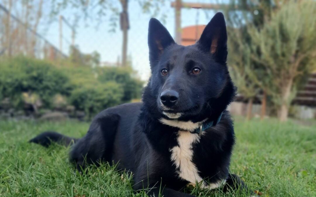 Reserved: Alpha-2-year-old lower-medium girl- Ukraine war dog-arrival 6 March