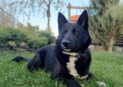 Reserved: Alpha-2-year-old lower-medium girl- Ukraine war dog-arrival 6 March