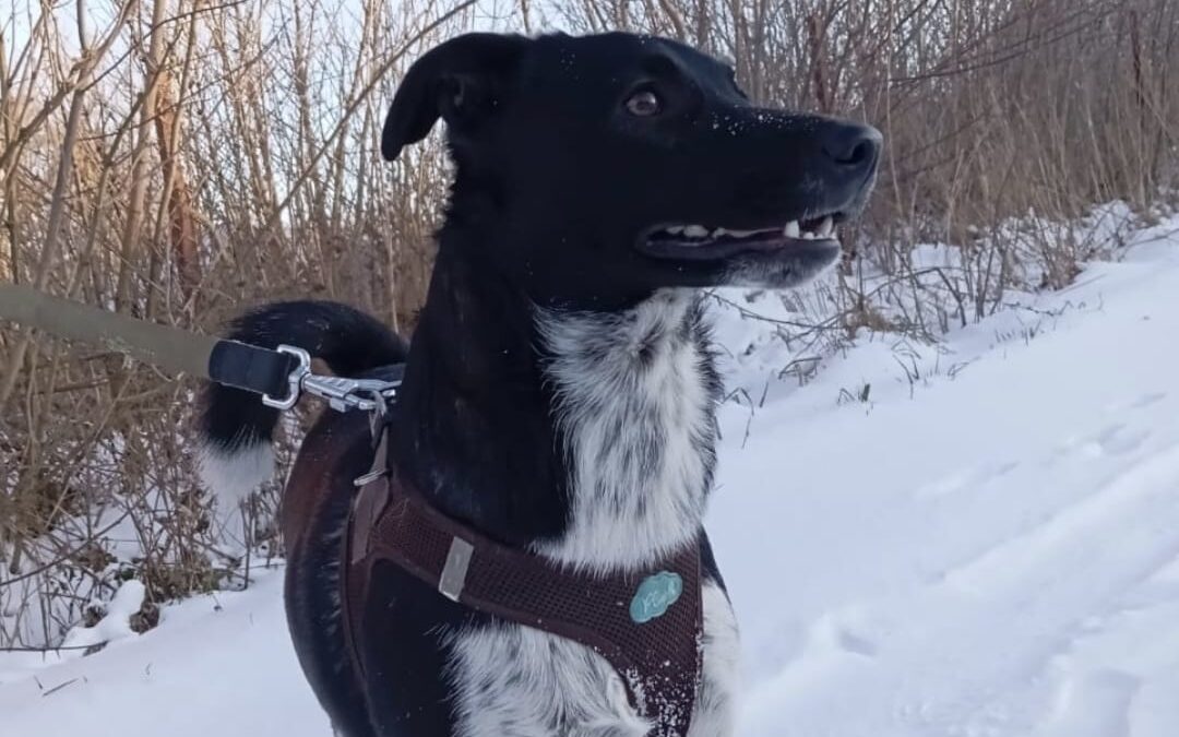 Gemmie- 1 year-old lower-medium (below the knee) girl- Ukraine war dog-arrival 6 February