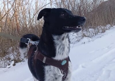 Reserved: Gemmie- 1 year-old lower-medium (below the knee) girl- Ukraine war dog-arrival 6 March