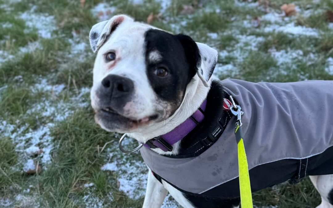 URGENT Foster or Adopt: Ghost- 12 old years old medium-large boy rescued from horrific conditions- Significantly Reduced Fees