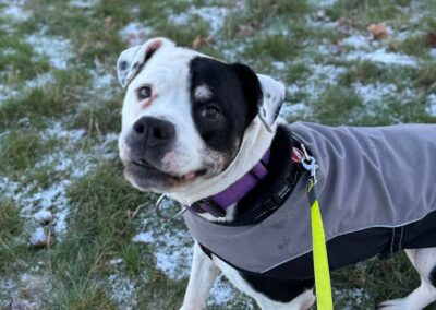 URGENT Foster or Adopt: Ghost- 12 old years old medium-large boy rescued from horrific conditions- Significantly Reduced Fees