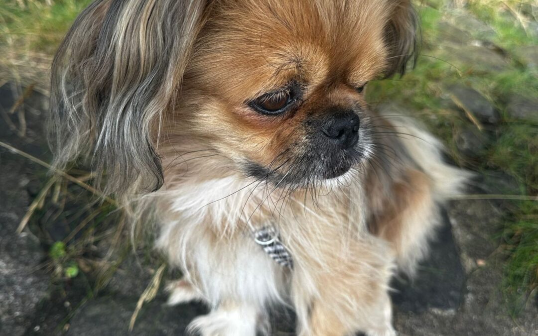 URGENT Foster or Adopt: UK Based (Dartford DA1):Barry – 8-10 year-old small Tibetan Spaniel cross- Reduced Fee