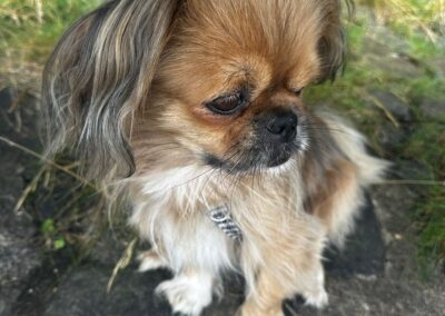 URGENT Foster or Adopt: UK Based (East Midlands):Barry – 7-8 year-old small Tibetan Spaniel cross- Reduced Fee