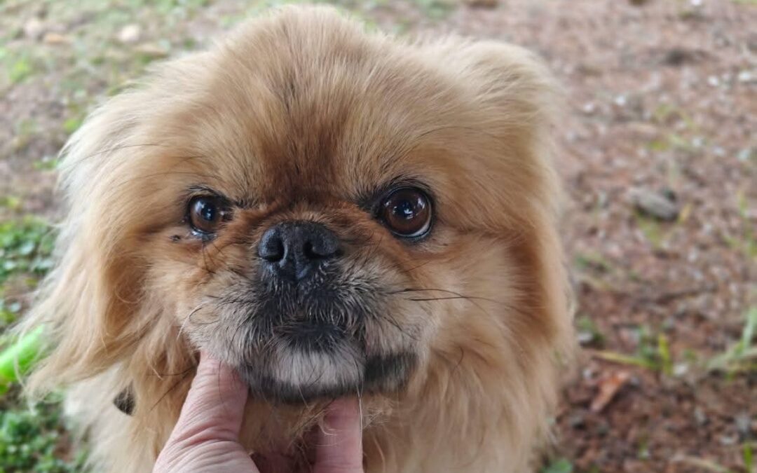 UK Based (London):Barry – 6+ year-old small Tibetan Spaniel cross- Reduced Fee