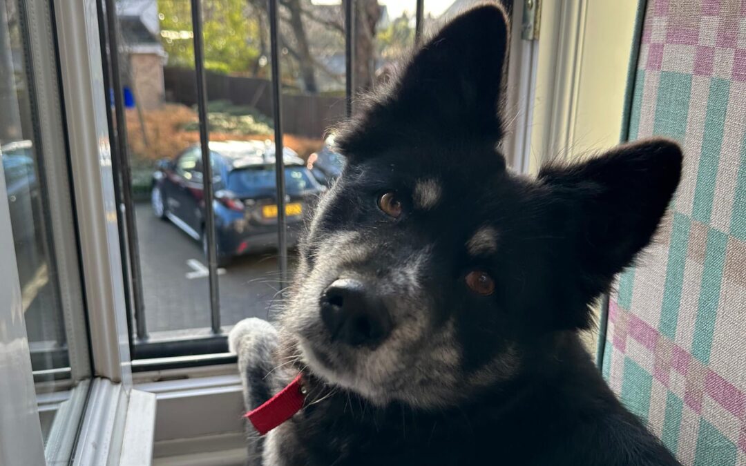 UK Surrender (Retford, DN22): Zara-1.5-year-old medium Husky cross girl