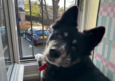 UK Surrender (Retford, DN22): Zara is around 1.5-year-old medium Husky cross,