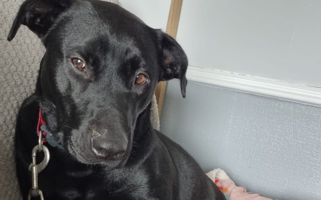 URGENT:UK Based (Cornwall):Loving& Playful Nicol- 3-year-old girl-Labrador cross- medium-to-upper-medium size