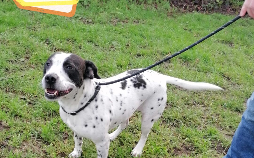 UK Surrender (Burton on Trent DE15): Patch- 6 year-old Springer Spaniel x Staffy boy – medium- Reduced Fees