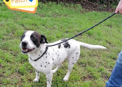 UK Surrender (Burton on Trent DE15): Patch- 6 year-old Springer Spaniel x Staffy boy – medium- Reduced Fees