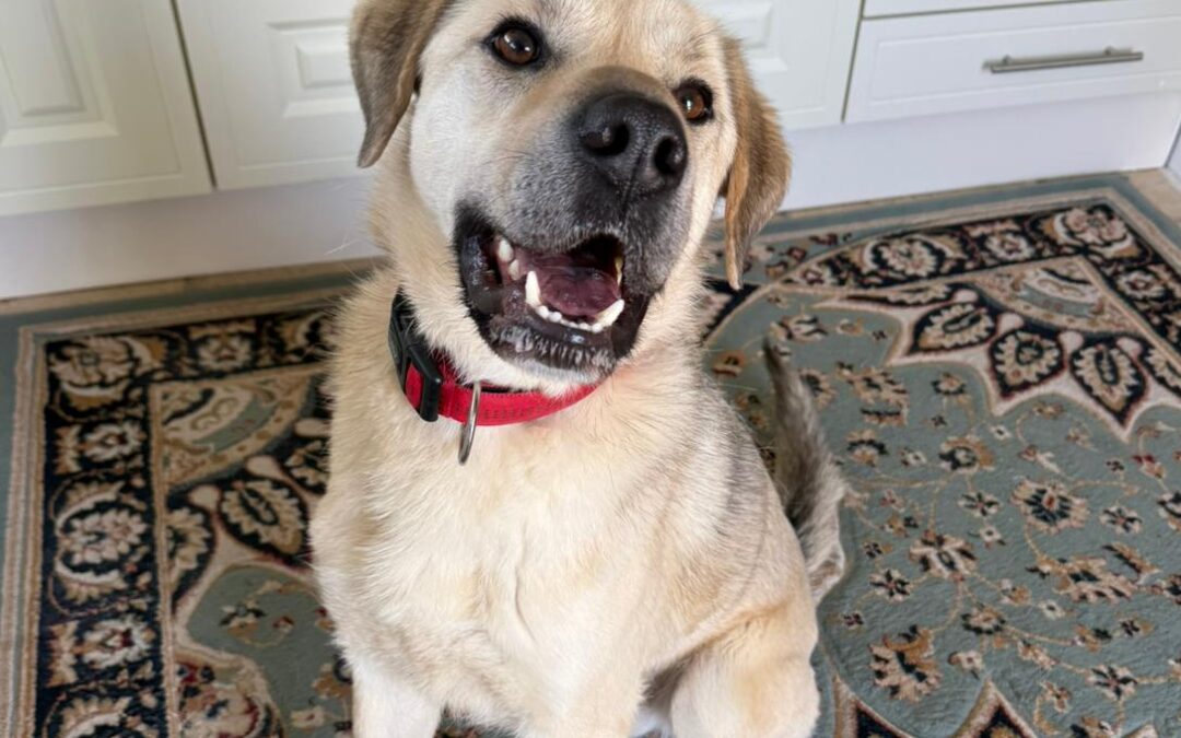 Reserved: Fading in Kennels (Spalding, Peterborough): RUFUS- 3 yo – upper-medium boy- FOSTER/ADOPT HOME NEEDED