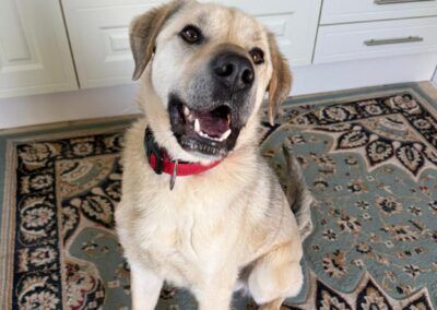 Reserved: Fading in Kennels (Spalding, Peterborough): RUFUS- 3 yo – upper-medium boy- FOSTER/ADOPT HOME NEEDED