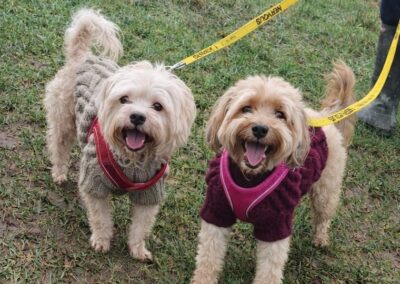 Reserved: UK Surrender (Rolleston on Dove DE13): ALFIE 10 yo Shih Tzu & MUFFIN 6 yo Cockapoo- A Bonded Small Couple – adoption fee reduced