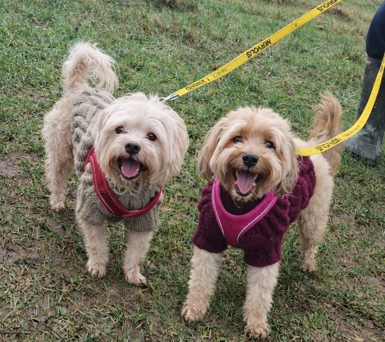 Reserved: UK Surrender (Rolleston on Dove DE13): ALFIE 10 yo Shih Tzu & MUFFIN 6 yo Cockapoo- A Bonded Small Couple – adoption fee reduced