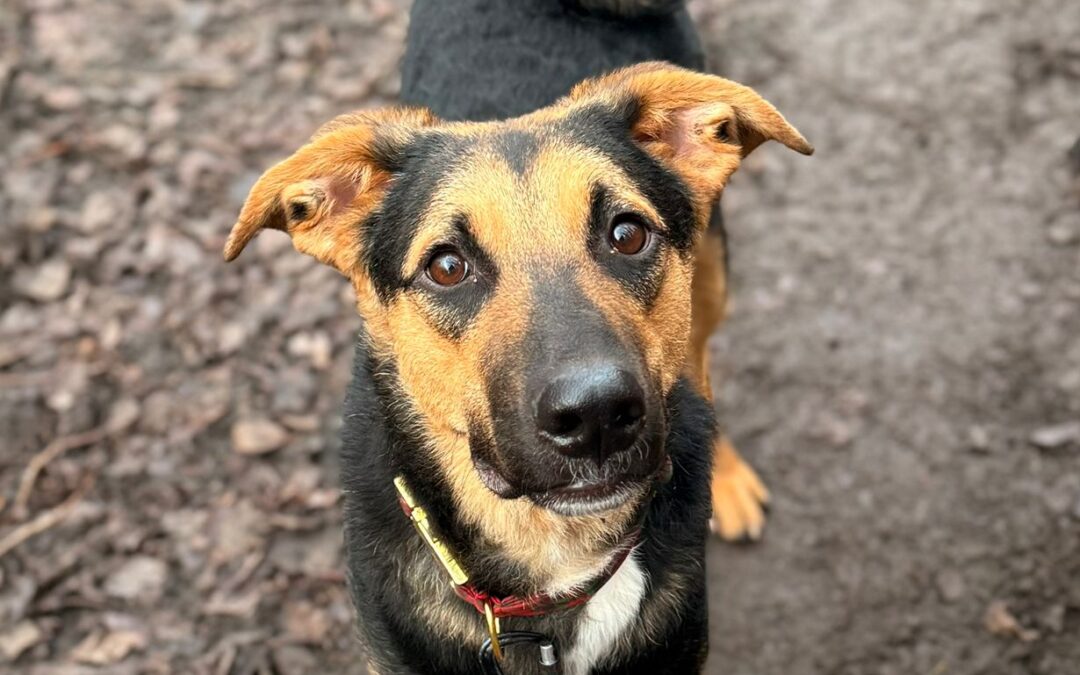 URGENT:UK Based (Folkestone): Bruno- 11 month-old boy- Large size