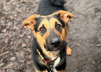 URGENT:UK Based (Surrey GU22 ): Bruno- 12 month-old boy- Large size