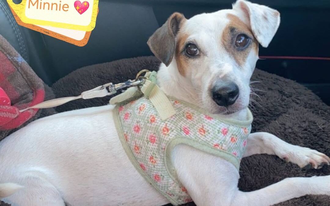 URGENT: UK Surrender (Burton-upon-Trent DE15): Minnie- 11-year-old Jack Russell girl -small- Reduced Fees