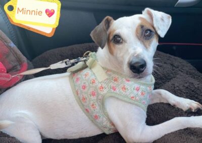 URGENT: UK Surrender (Burton-upon-Trent DE15): Minnie- 11-year-old Jack Russell girl -small- Reduced Fees