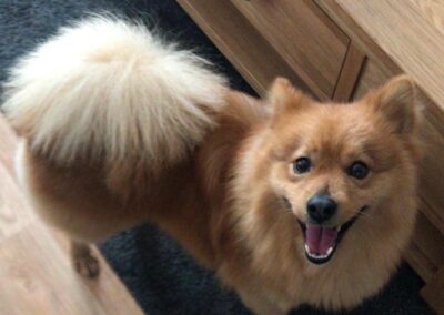 UK Surrender(Peterborough PE7): Dexter – active and playful 8.5-year-old Pomeranian cross- Reduced Fees