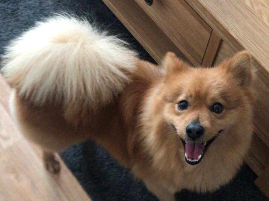 UK Surrender(Peterborough PE7): Dexter – active and playful 8.5-year-old Pomeranian cross- Reduced Fees