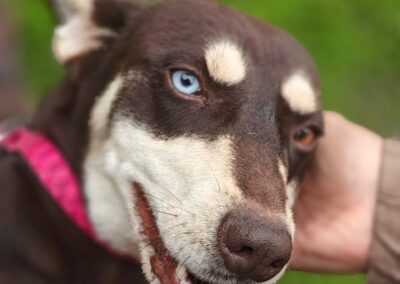 UK Based (Ashby-de-la-Zouch, LE65): Azara-Everything You Could Dream of in a Dog 3-year-old – small/lower-medium girl