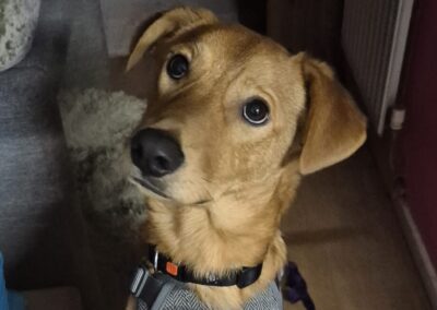 URGENT: UK Based(Folkestone): Archie- 11/12-month-old boy-medium to upper-medium in size- Reduced Fees