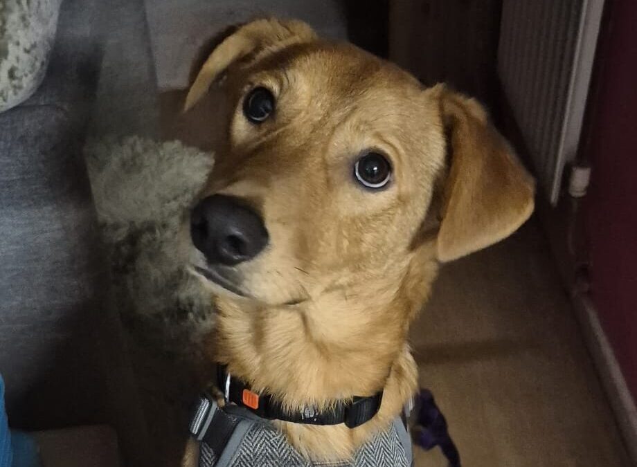 URGENT: UK Based(Folkestone): Archie- 11/12-month-old boy-medium to upper-medium in size- Reduced Fees