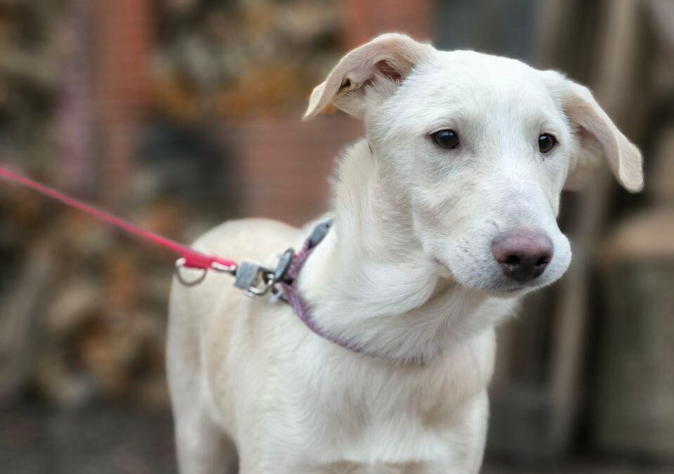 Morozko-8.5-month-old boy-medium /upper-medium – Ukraine war dog-arrival 6 March