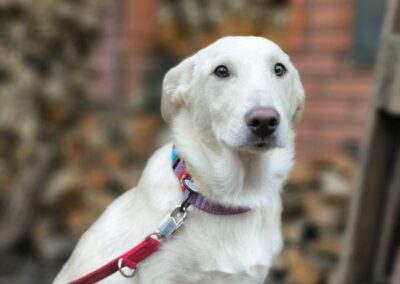 UK Based (Ipswich IP2): Morozko-9-month-old boy- upper-medium