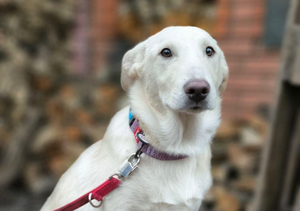 UK Based (Ipswich IP2): Morozko-9-month-old boy- upper-medium