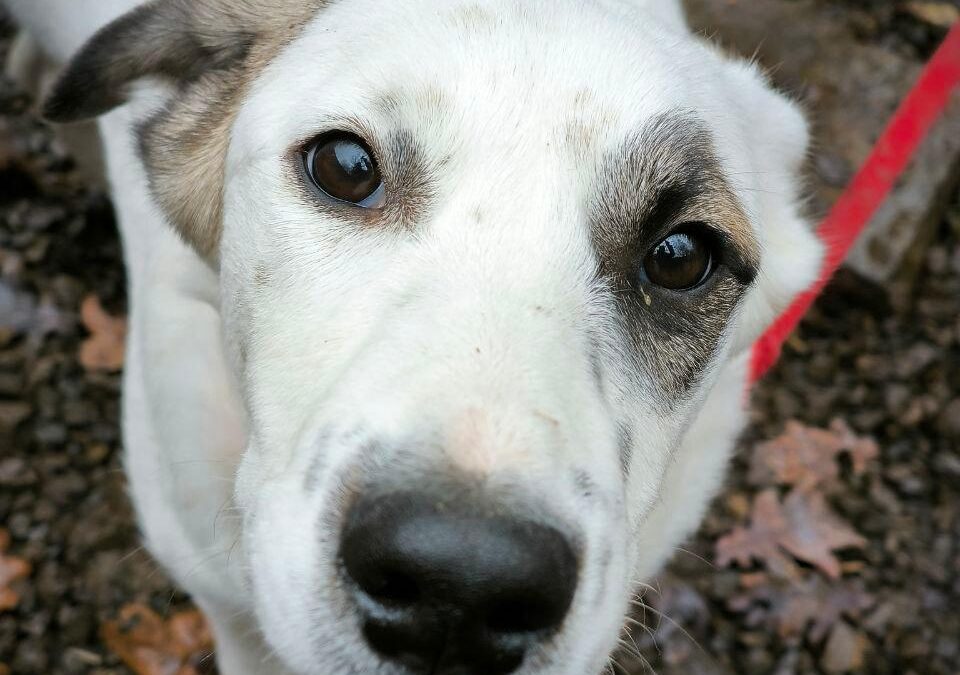 Pliamka- 8.5-month-old bobtail girl- medium size- Ukraine war dog-arrival 6 March