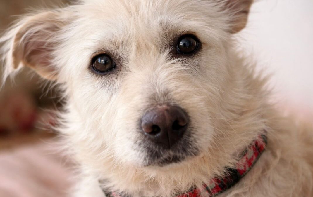 Reserved: Cleopatra-4-year-old low-medium girl- Ukraine war dog-arrival 6 March