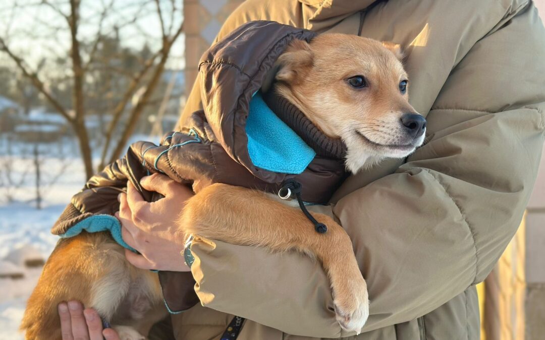 Reserved:Tutty (Tutankhamun)- 6-month-old low-medium boy- Ukraine war dog-arrival 6 March