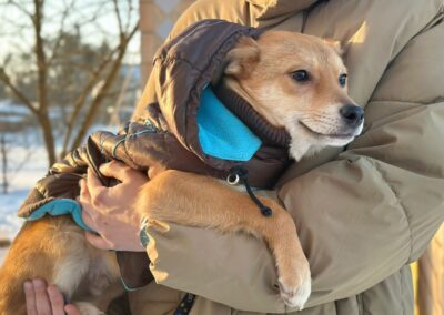 Reserved:Tutty (Tutankhamun)- 6-month-old low-medium boy- Ukraine war dog-arrival 6 March
