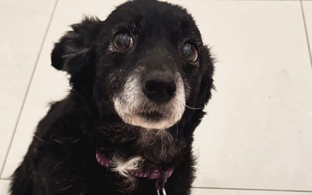 Reserved: Fuzzy(Infusoria)- 10-year-old tiny girl- Ukraine war dog-arrival 6 March