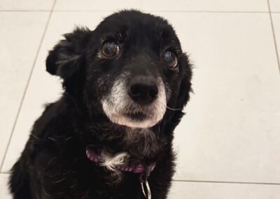 Reserved: Fuzzy(Infusoria)- 10-year-old tiny girl- Ukraine war dog-arrival 6 March