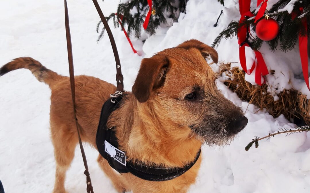 Reserved:Nike-7-month-old low-medium boy,who lives with 17(!) cats- Ukraine war dog-arrival 6 March