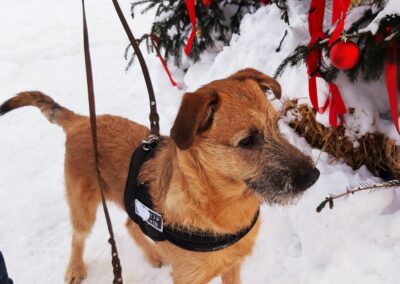 Reserved:Nike-7-month-old low-medium boy,who lives with 17(!) cats- Ukraine war dog-arrival 6 March