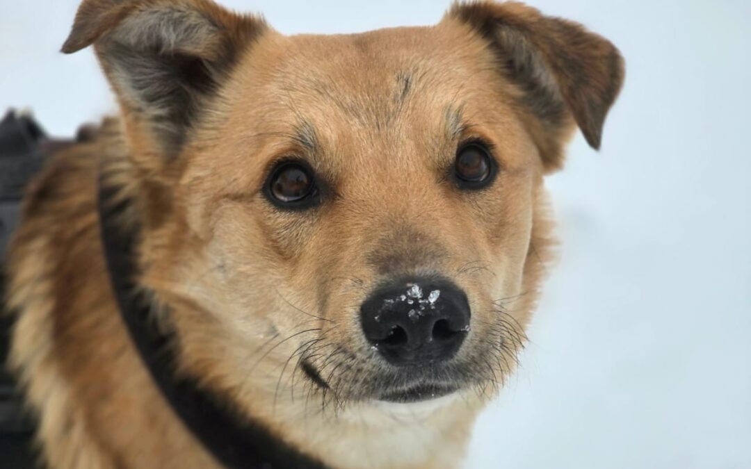 Reserved:Yanik -1,5 -year-old low medium boy with an open heart- Ukraine war dog-arrival 6 March