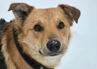 Reserved:Yanik -1,5 -year-old low medium boy with an open heart- Ukraine war dog-arrival 6 March