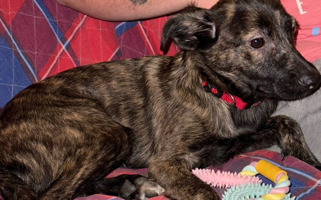 URGENT: UK Based (West Midlands): Milo- 1 year-old male medium boy- Reduced Fees