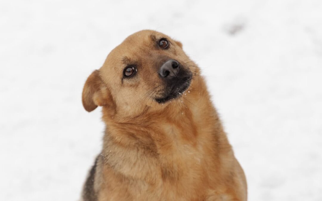 Varya-3-year-old medium girl- Ukraine war dog-arrival 6 March